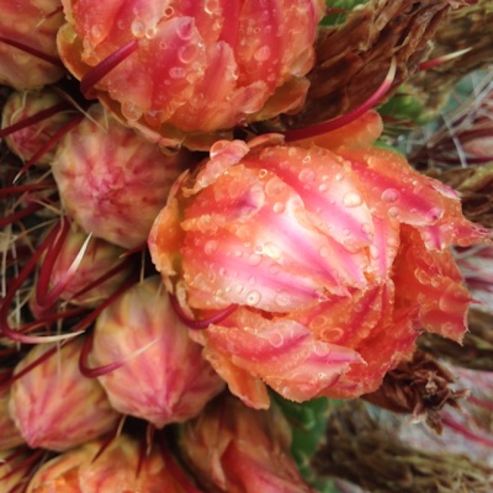 Meet your Posher, Annika